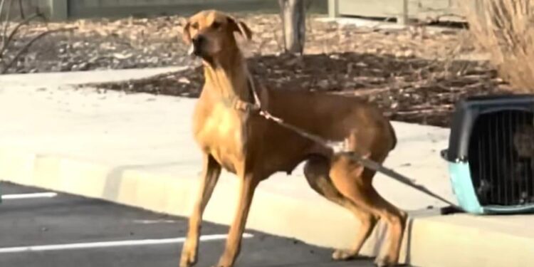 Mama Dog Abandoned Outside Shelter, Staff Then Notices Her Puppies Tied to Her