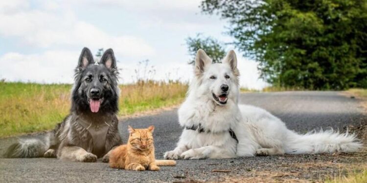 Dogs Raised an Adopted Kitten Who Now Thinks He’s One of Them