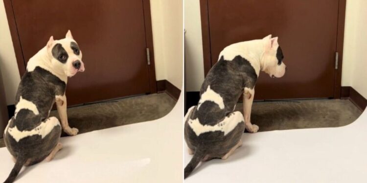 Shelter Dog Waits By The Door For A Rescue As His Time Runs Out