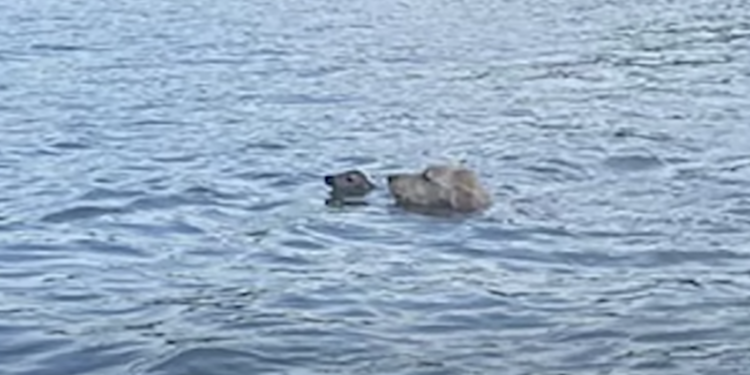 Dog Escapes Home to Rescue a Struggling ‘Creature’ in the Lake