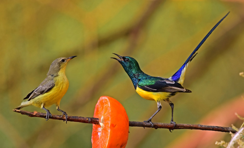 Nile valley sunbird, Hedydipna metallica | ammadoux | Flickr