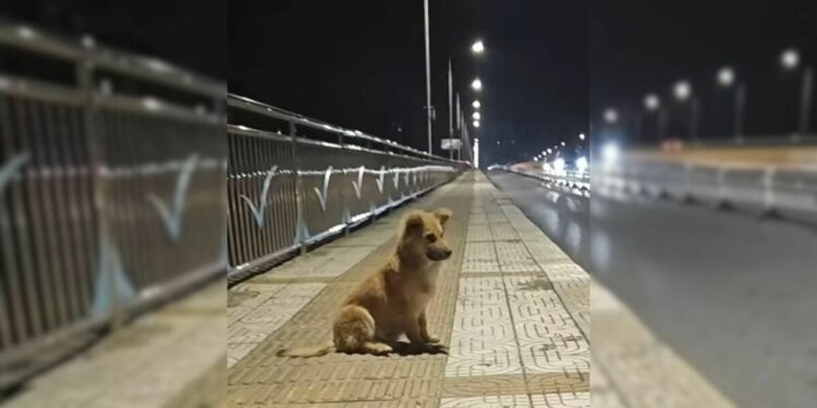 Abandoned Pup Waited At An Overpass For His Owners To Return, Until Someone Special Came Along