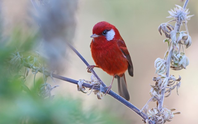 Red Warbler - eBird