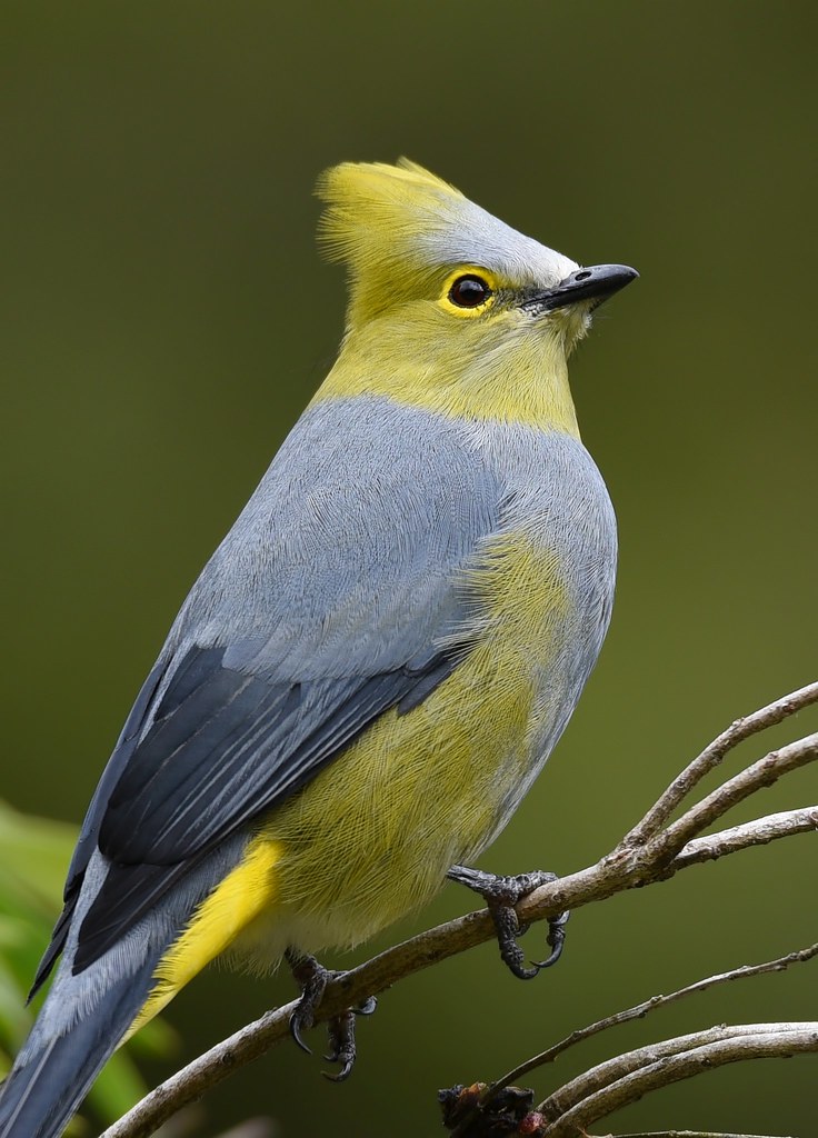 Long-tailed Silky-flycatcher | It is a species endemic to Co… | Flickr