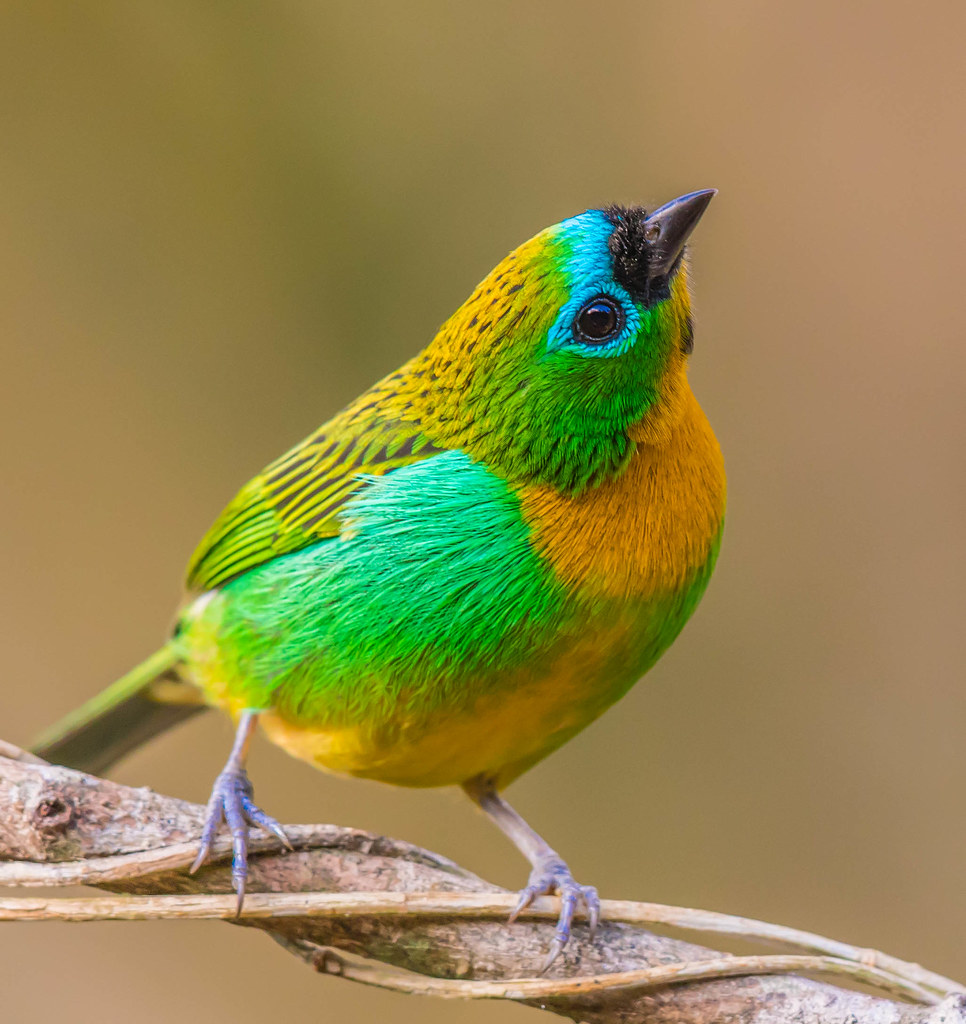 Brassy-breasted Tanager (Tangara desmaresti), Itororo, Bra… | Flickr