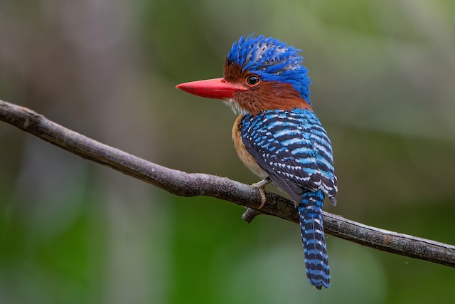 Banded Kingfisher - eBird