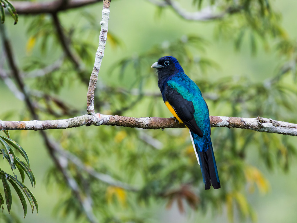 Green-backed Trogon | Trogon viridis viridis Sani Lodge, Suc… | Flickr