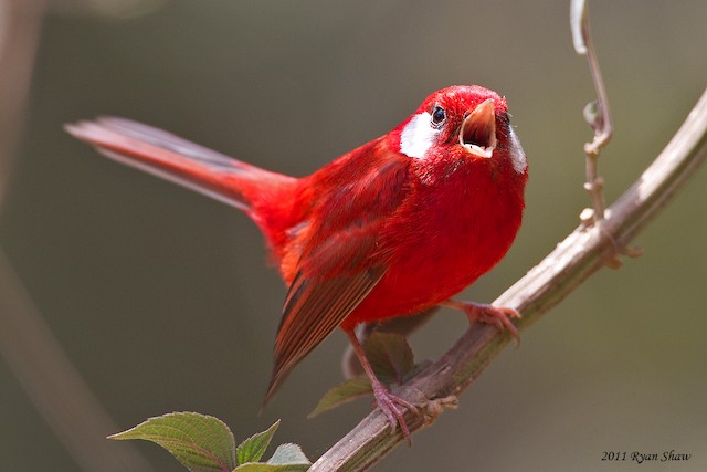 Red Warbler - eBird