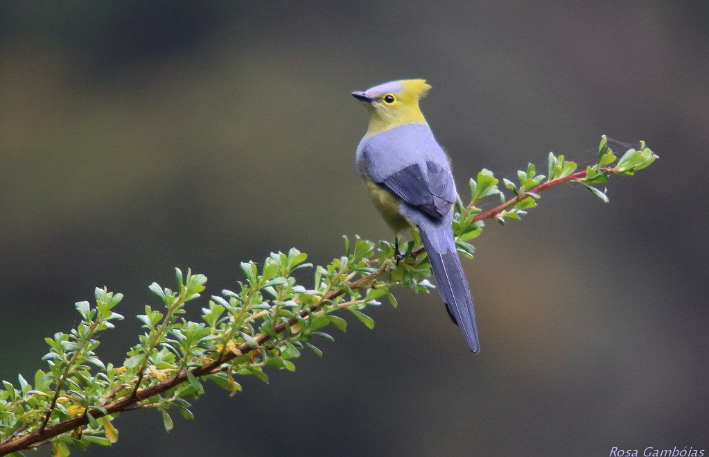 Capulinero Colilargo | Long-tailed Silky-flycatcher (Ptili… | Flickr