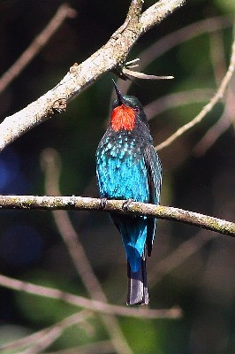 African Bird Club