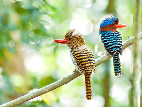 Imágenes de Banded Kingfisher: descubre bancos de fotos, ilustraciones, vectores y vídeos de 1,203 | Adobe Stock