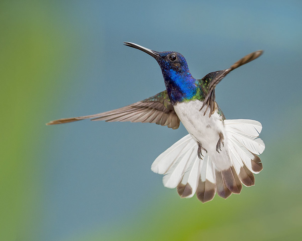 White necked Jacobin Hummingbird, Trinidad. | pedro lastra | Flickr