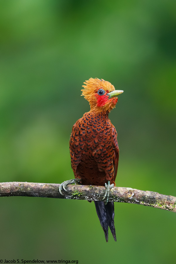 Chestnut-colored Woodpecker 1