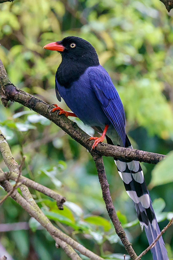 Taiwan Blue Magpie (Urocissa caerulea) | Taipei Botanical Ga… | Flickr