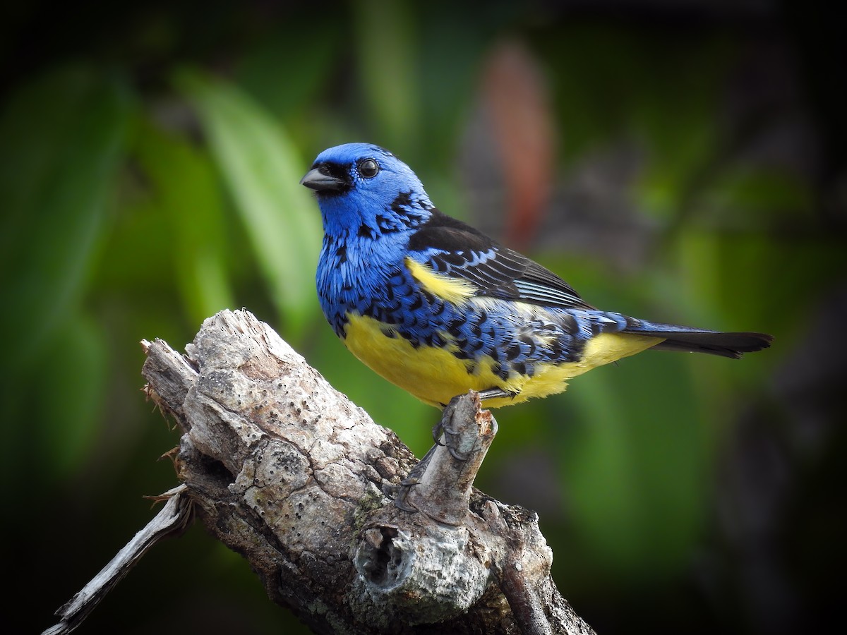 Turquoise Tanager (Turquoise) - eBird