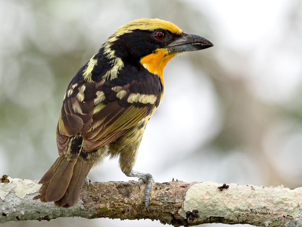 Gilded Barbet - eBird