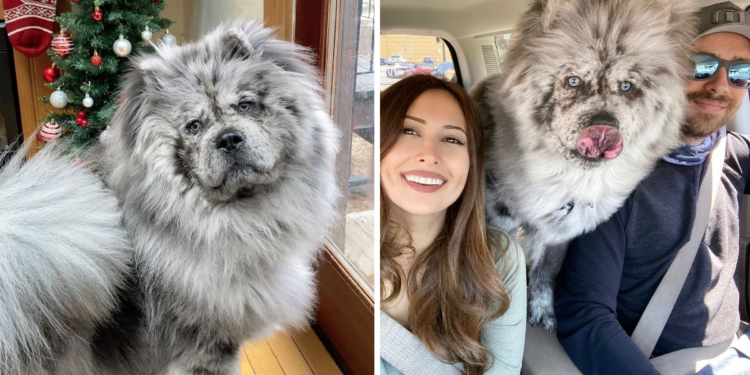 Meet the Internet-Famous Oreo Cloud Who Is Now a Stunning Fluffy Dog (9 Photos)