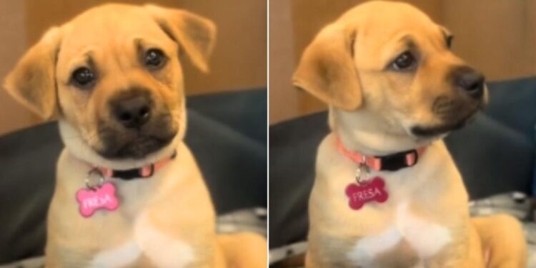 A Rescued Puppy Is Heartbroken as Sister Leaves Shelter With A New Family