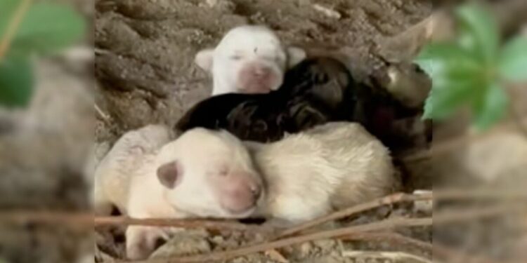 4 Newborn Puppies Cling to Their Motionless Mom, Desperately Trying to Wake Her