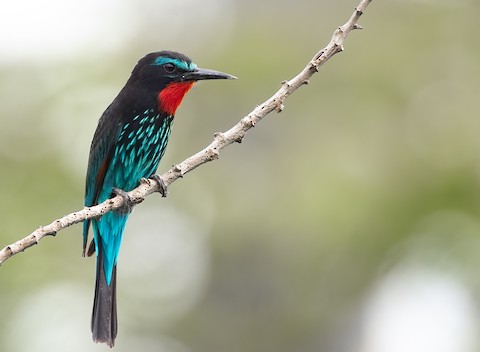 Photos - Black Bee-eater - Merops gularis - Birds of the World