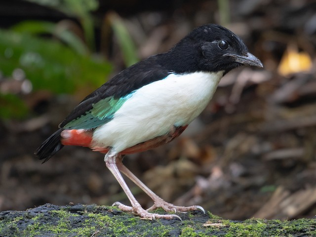 Photos - Ivory-breasted Pitta - Pitta maxima - Birds of the World