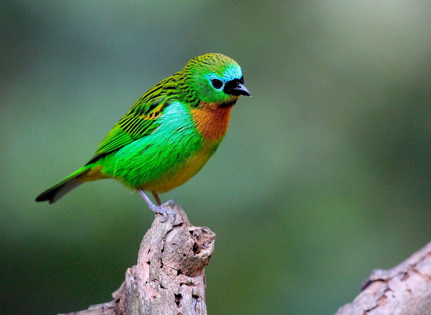 Brassy-breasted Tanager by Mathias - BirdGuides