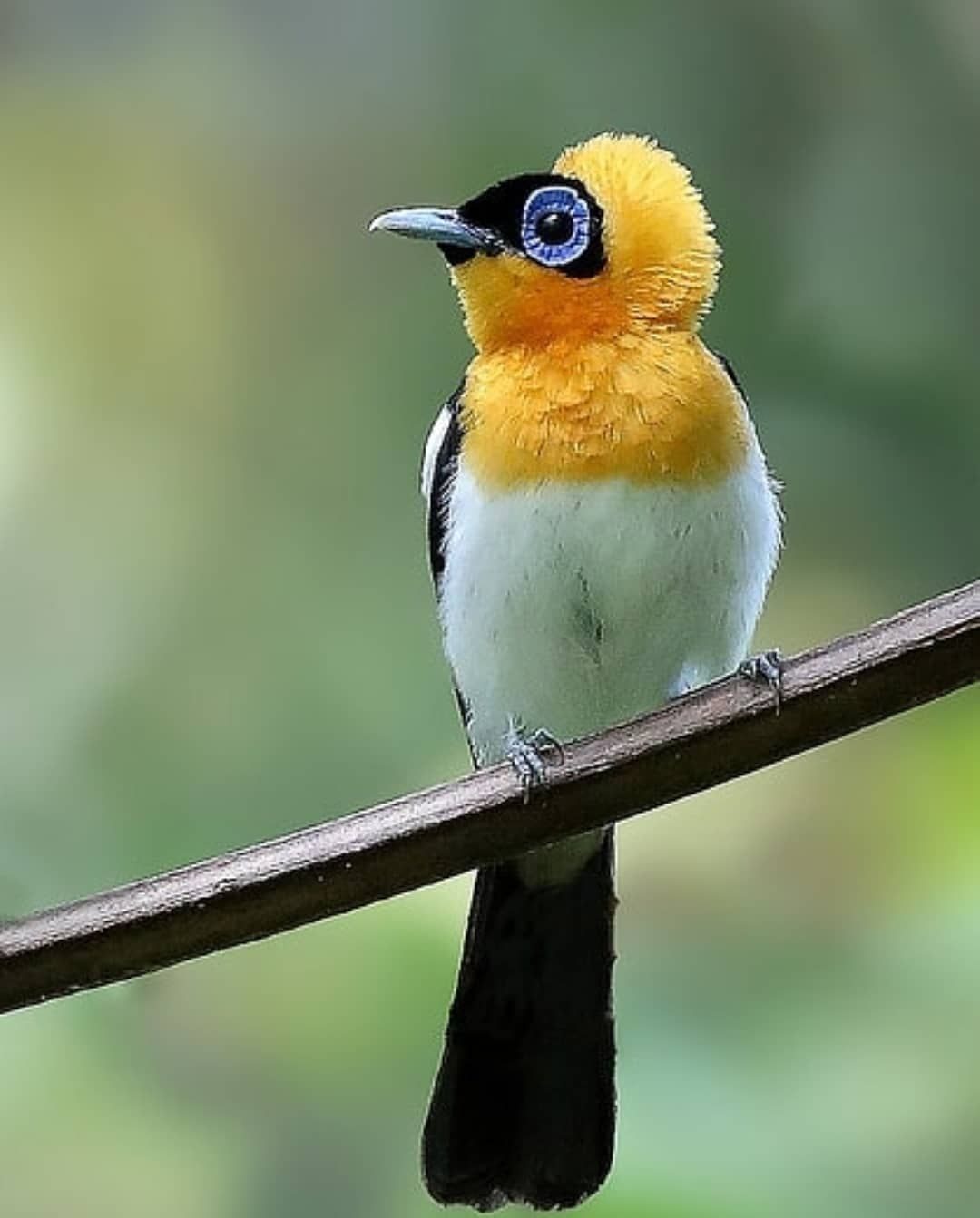 · · 【B】【I】【R】【D】【S】 · · on Instagram: “Unique ( ochre collared Monarch ) 😍 🐦 🏆 photo by @wavethree 🏆 =================… | Beautiful birds, Pet birds, Wild birds