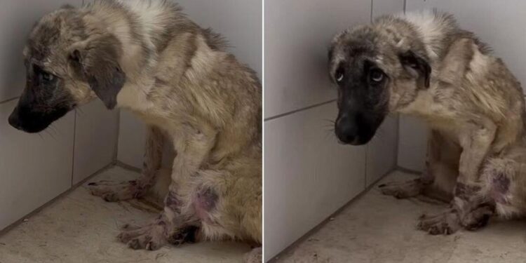 Frightened Dog Abandoned and Tied to a Fence Discovers What True Happiness Feels Like