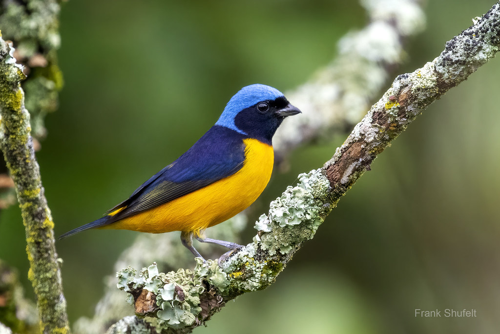 Golden-rumped Euphonia (Euphonia cyanocephala) | The Golden-… | Flickr