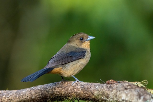 Black-goggled Tanager - eBird