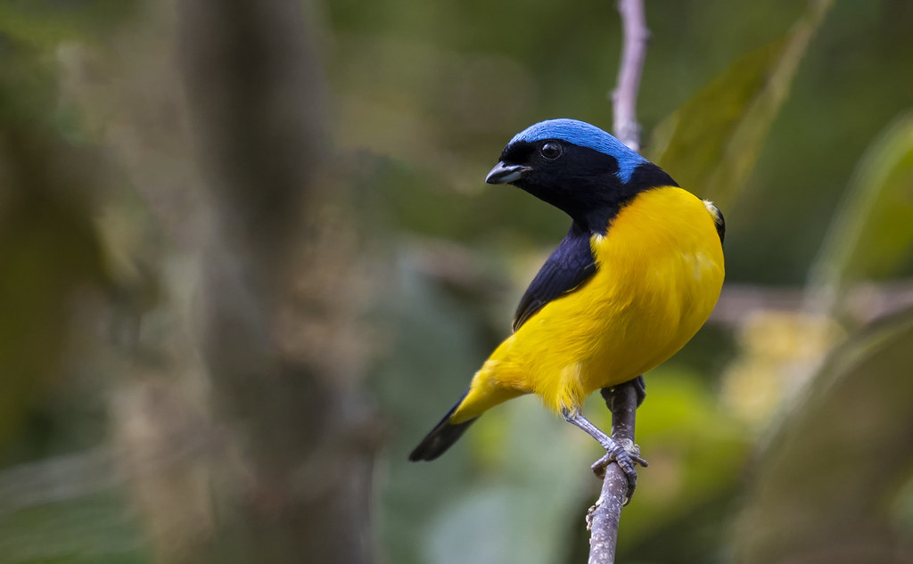 Chlorophonia cyanocephala - Golden-rumped Euphonia - Eufon… | Flickr