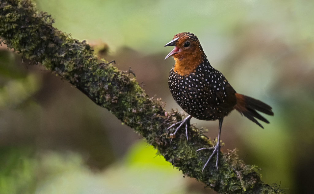 Acropternis orthonyx - Ocellated Tapaculo - Tapaculo Ocela… | Flickr