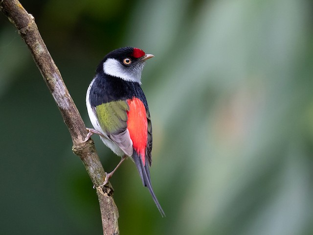 Photos - Pin-tailed Manakin - Ilicura militaris - Birds of the World