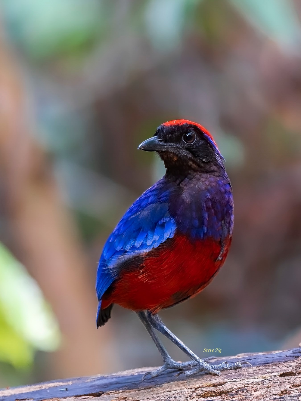 Garnet Pitta from Malaysia | Beautiful birds, Pet birds, Animals beautiful