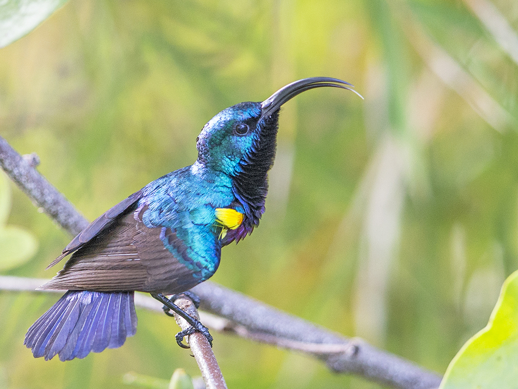 Loten's Sunbird by Dave Williams - BirdGuides