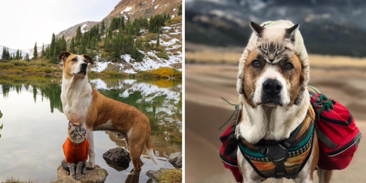 This Cat and Dog Love Going on Adventures Together (16 Photos)