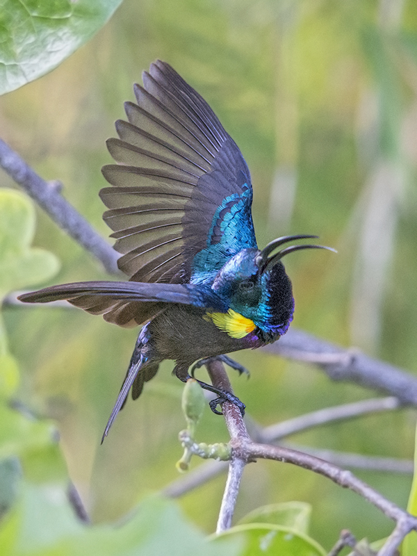 Loten's Sunbird by Dave Williams - BirdGuides