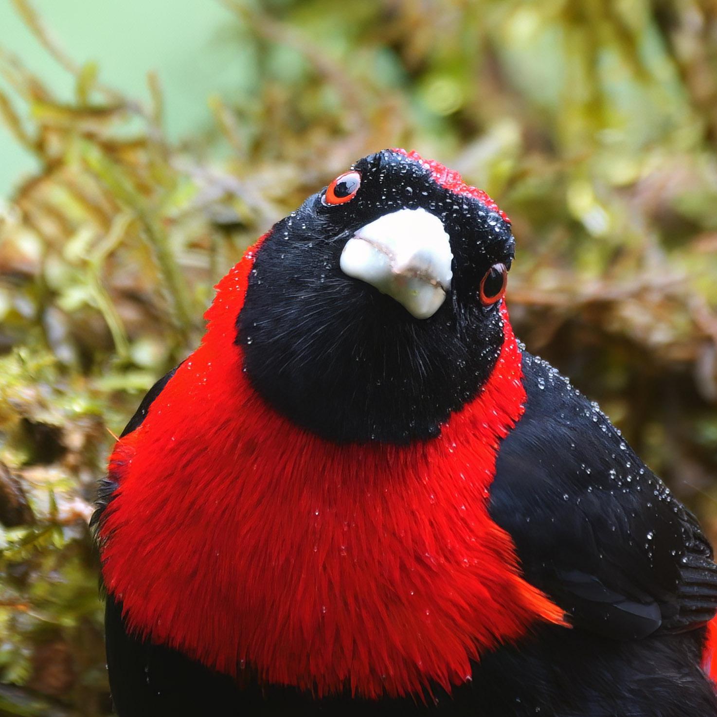 A very wet Crimson-collared Tanager at Tapir Valley Nature Reserve, Costa Rica [OC] : r/birding