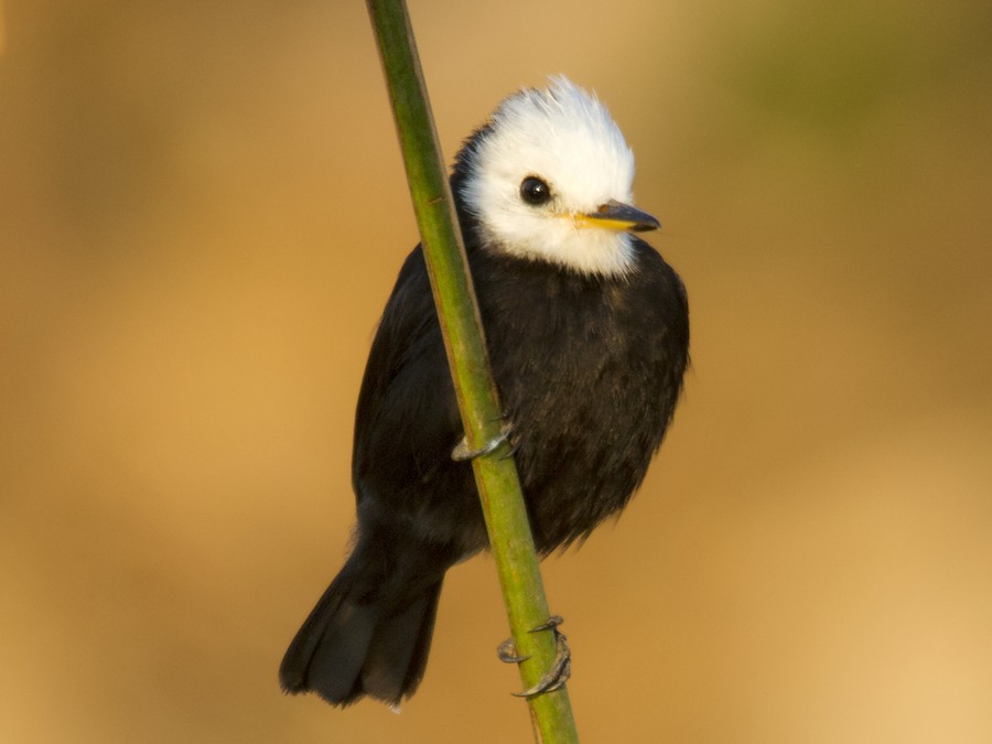 White-headed Marsh Tyrant - eBird