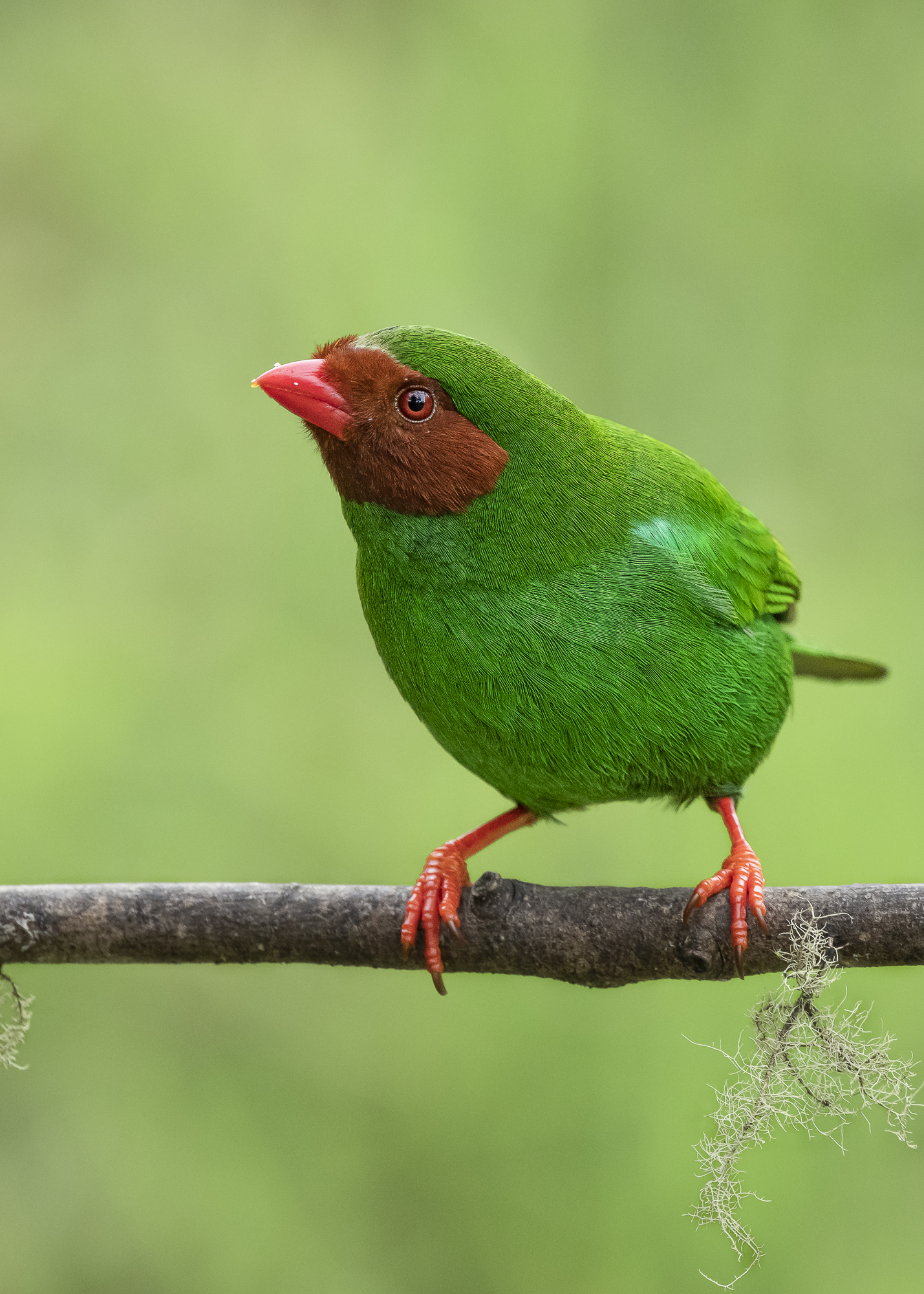 Grass green Tanager | Bird photography trips | Colourful Birding