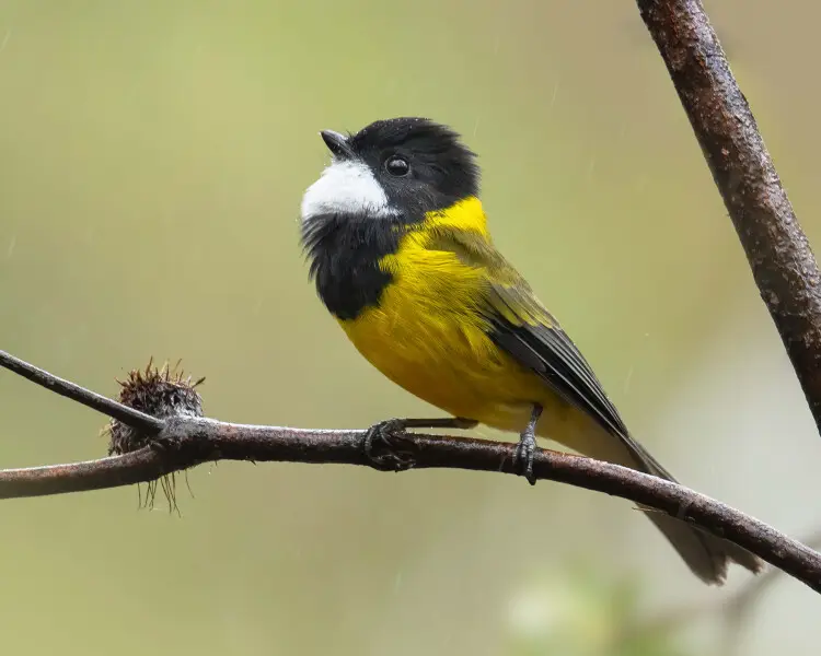 Australian golden whistler - Facts, Diet, Habitat & Pictures on Animalia.bio