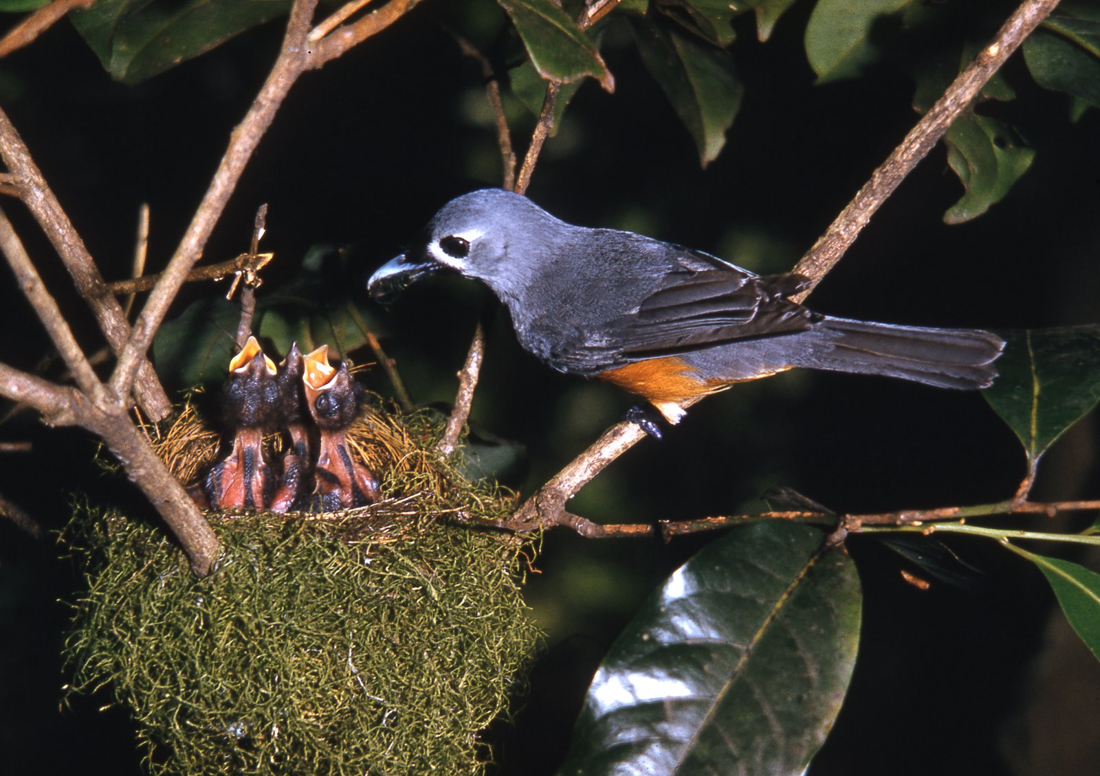 Black-faced Monarch - The Australian Museum