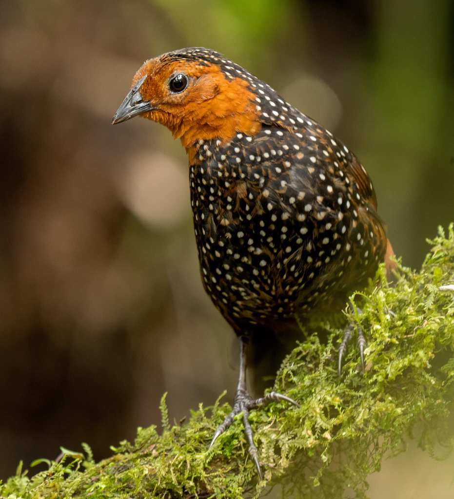 Tapaculo Ocelado/Ocellated Tapaculo/Acropternis orthonyx – Birds Colombia