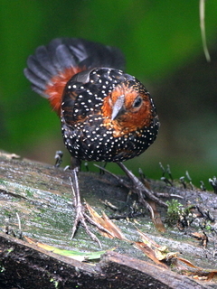 Acropternis orthonyx, Ocellated Tapaculo image