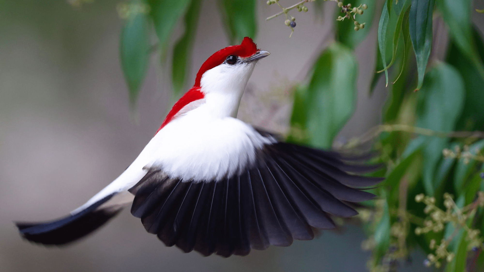 Saving One of the World's Rarest Birds: The Araripe Manakin – Rainforest Trust