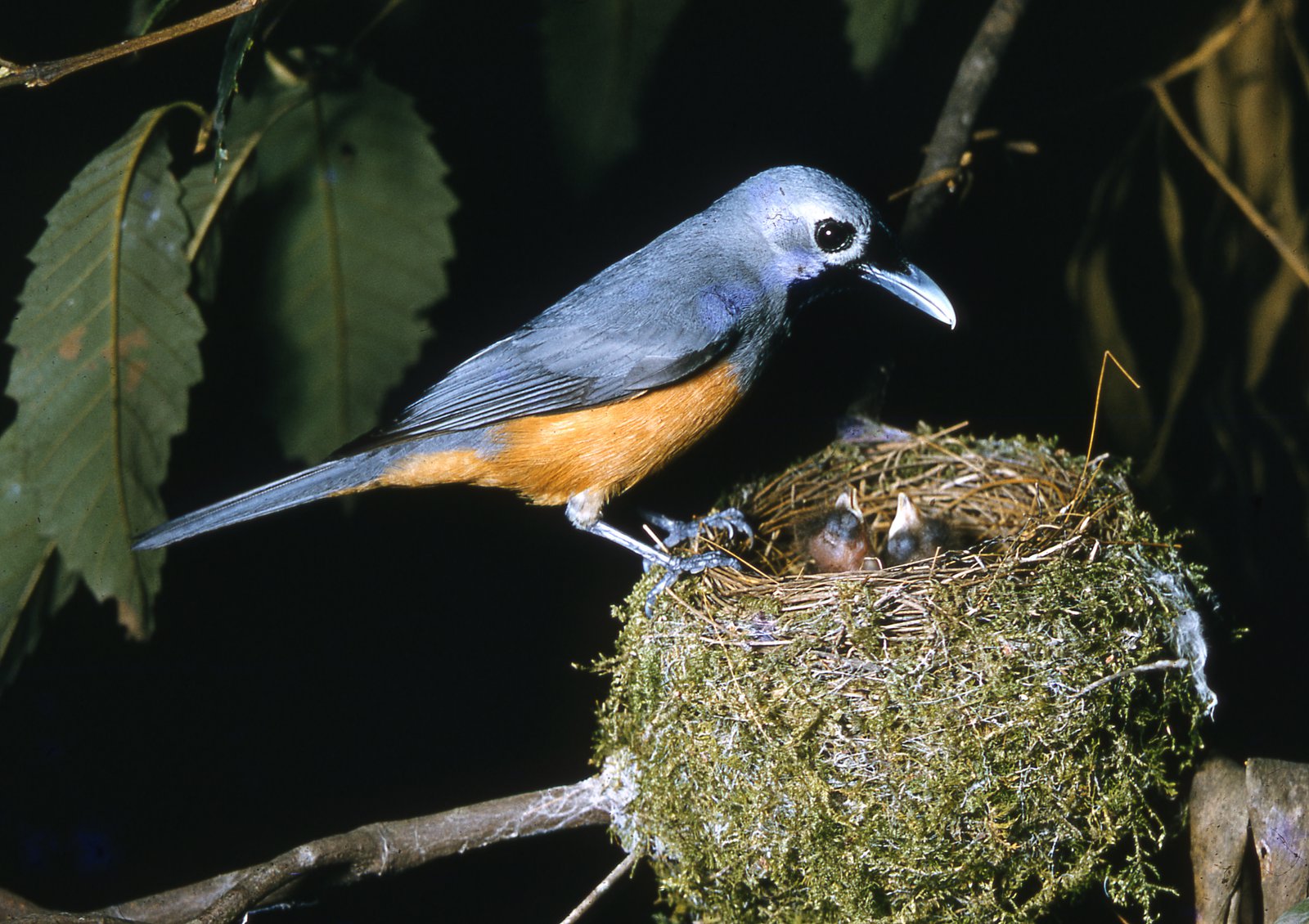 Black-faced Monarch - The Australian Museum