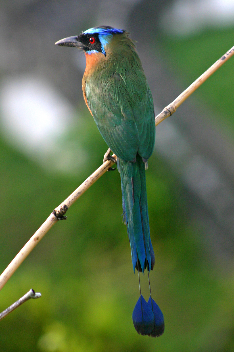 Trinidad motmot - Wikiwand