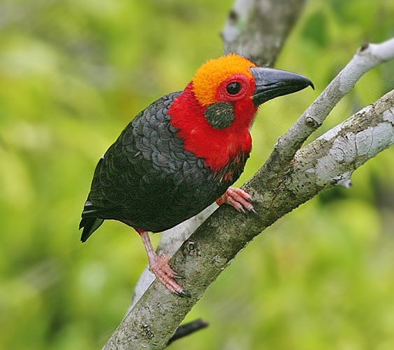 Birds of the World: Bornean bristlehead