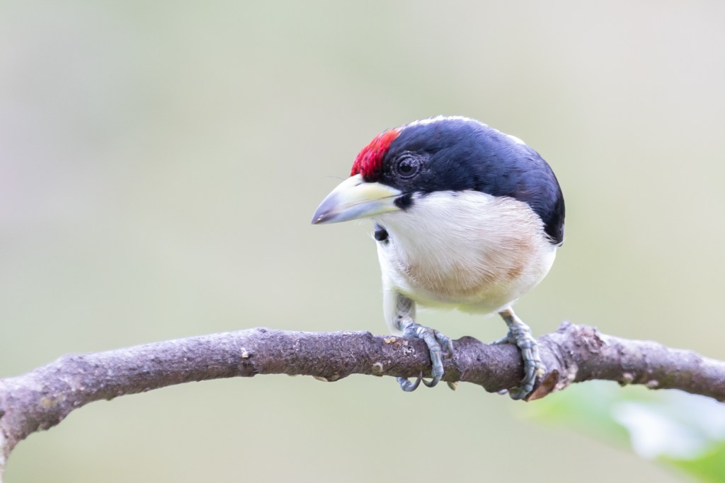 Torito Dorsiblanco/White-mantled Barbet/Capito hypoleucus [e] – Birds Colombia