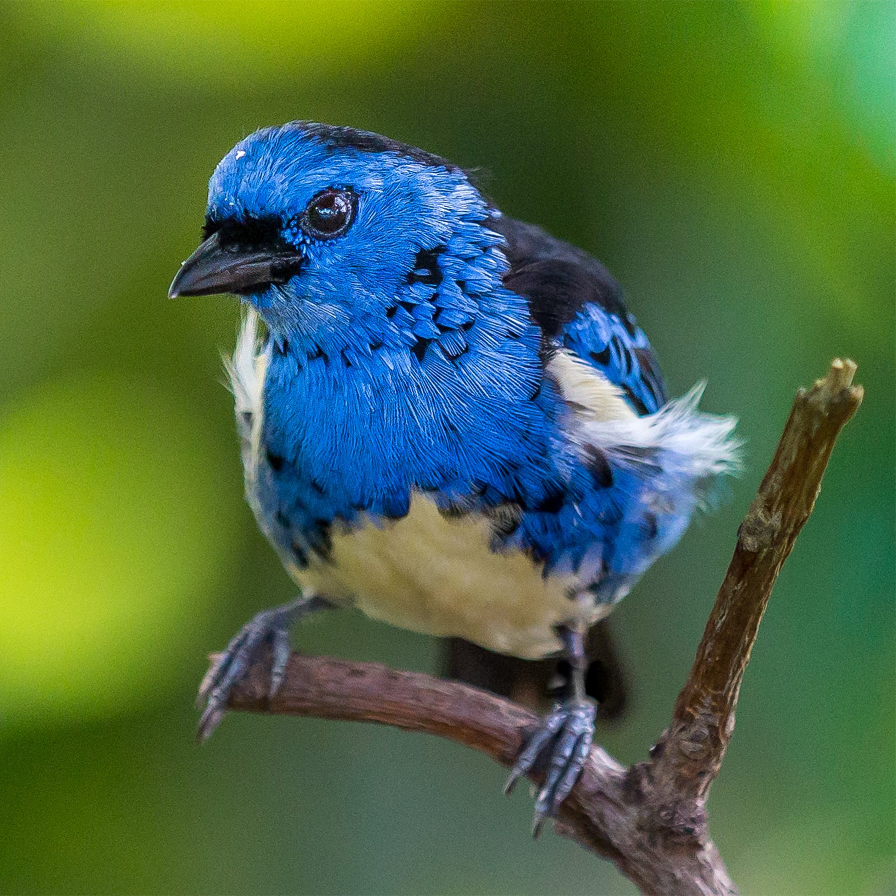 National Aquarium on X: "Our Animal of the Week is the turquoise tanager! As highly social birds, turquoise tanagers gather in groups of up to four or five individuals to feed young